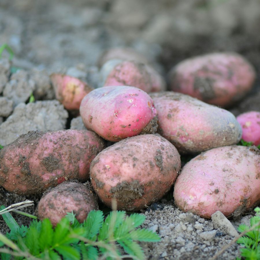 Potato